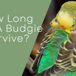 budgie's lifespan