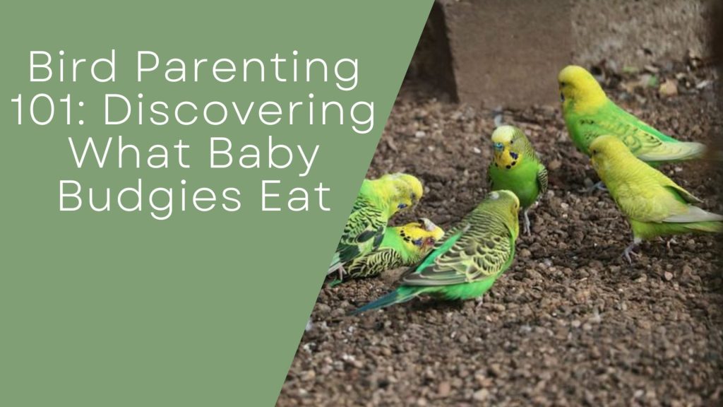 Bird Parenting
