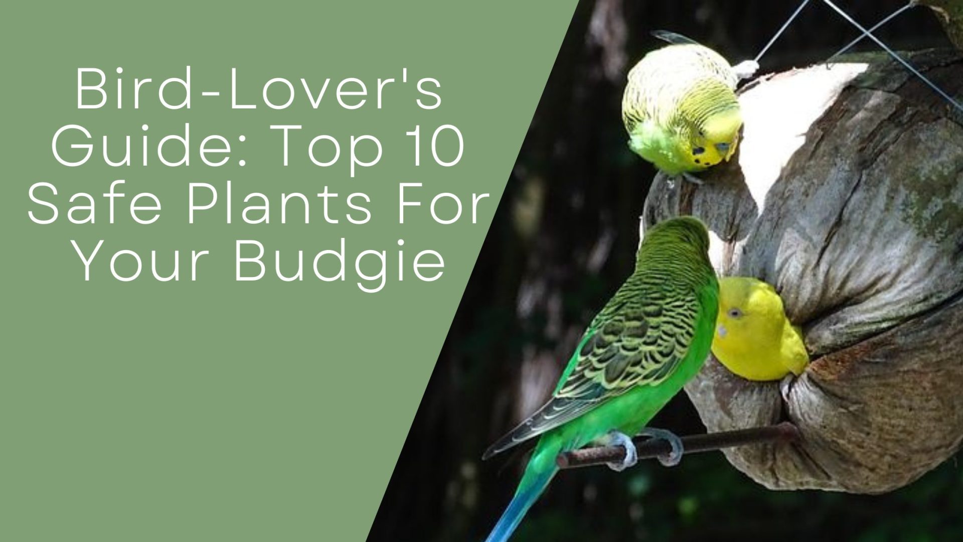 Safe Plants For Your Budgie