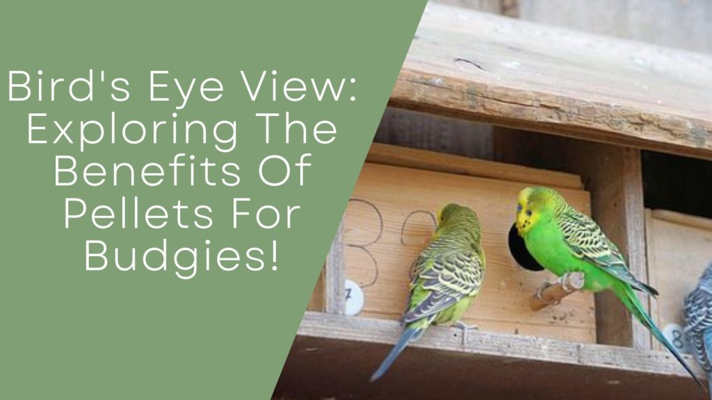Benefits Of Pellets For Budgies