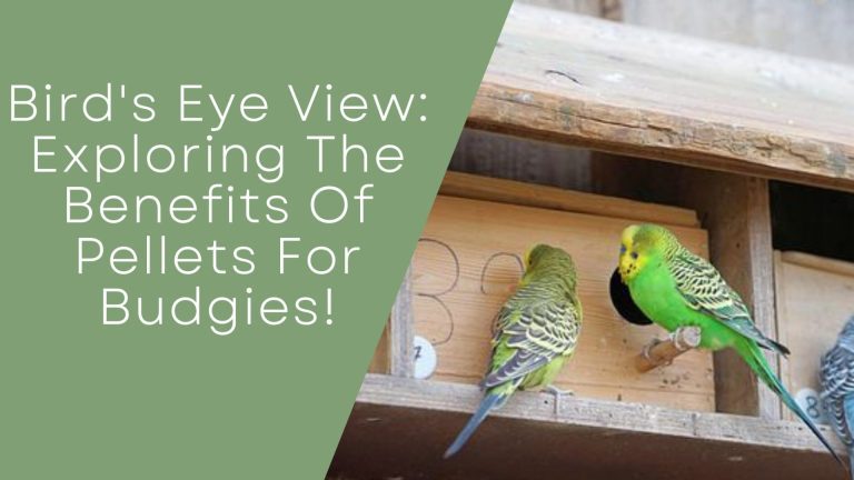 Benefits Of Pellets For Budgies