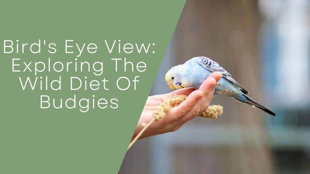 Diet Of Budgies