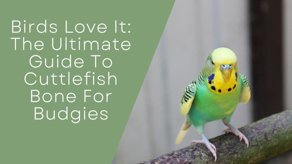 Cuttlefish Bone For Budgies