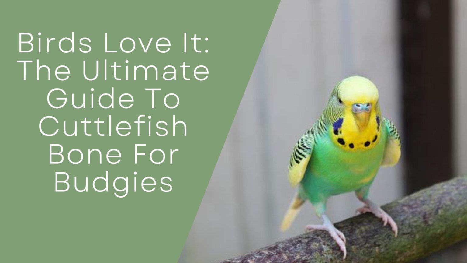 View of Birds Love It: The Ultimate Guide To Cuttlefish Bone For Budgies