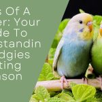 Budgies Mating Season