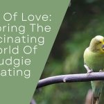 World Of Budgie Mating