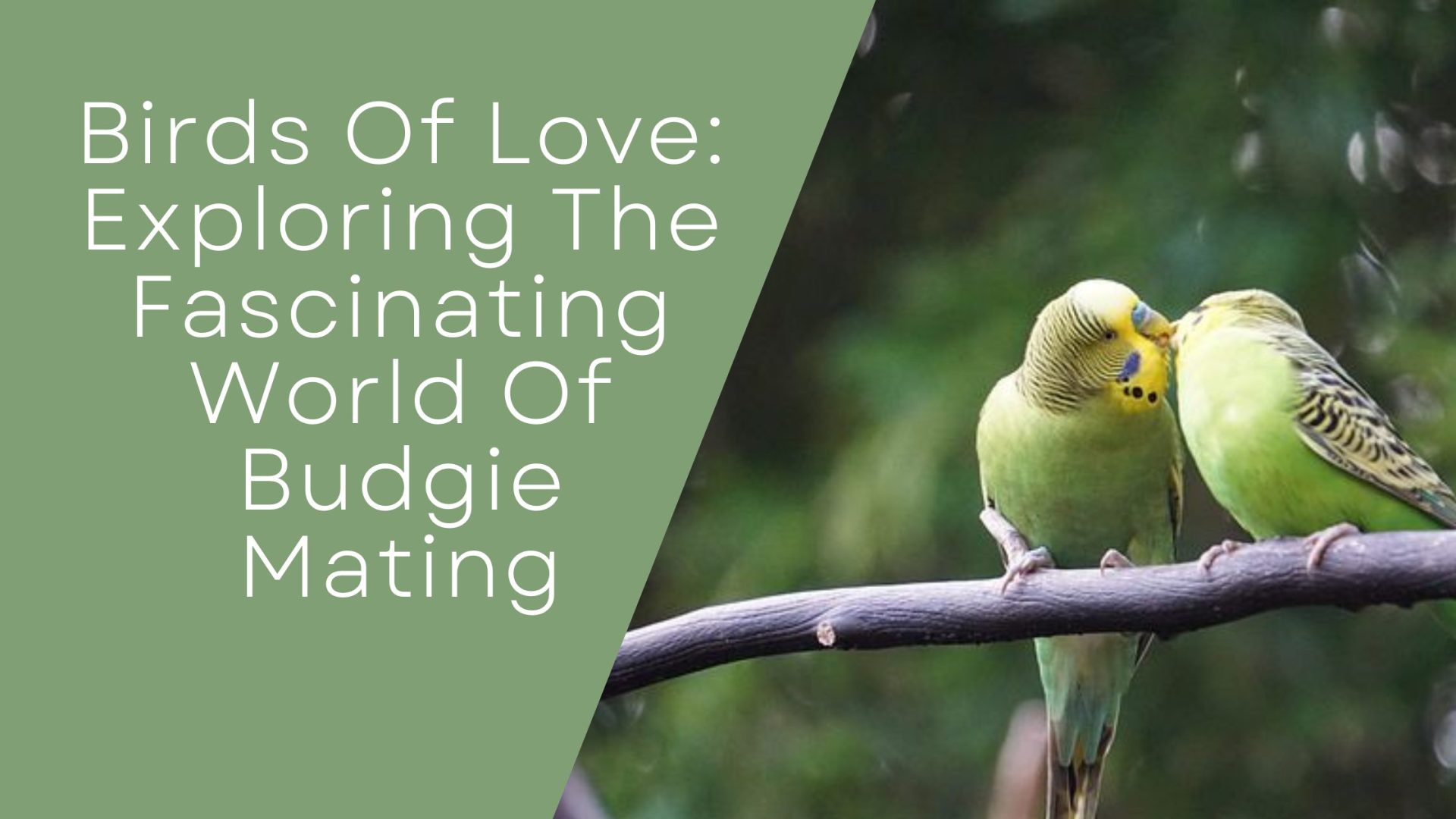 World Of Budgie Mating