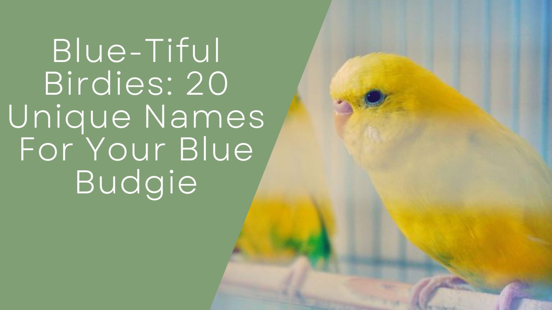 Names For Your Blue Budgie