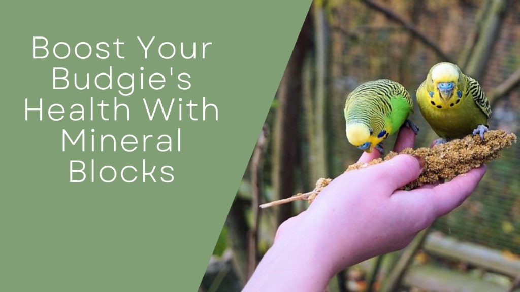 Boost Your Budgie's Health