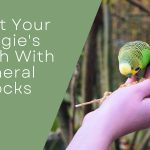 Boost Your Budgie's Health
