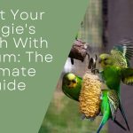 Budgie's Health With Calcium