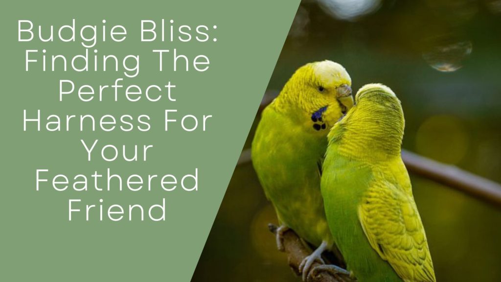 Budgie Bliss