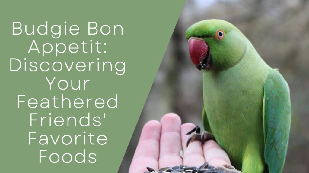 Budgie Bon Appetit