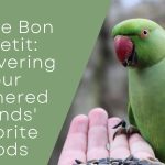 Budgie Bon Appetit