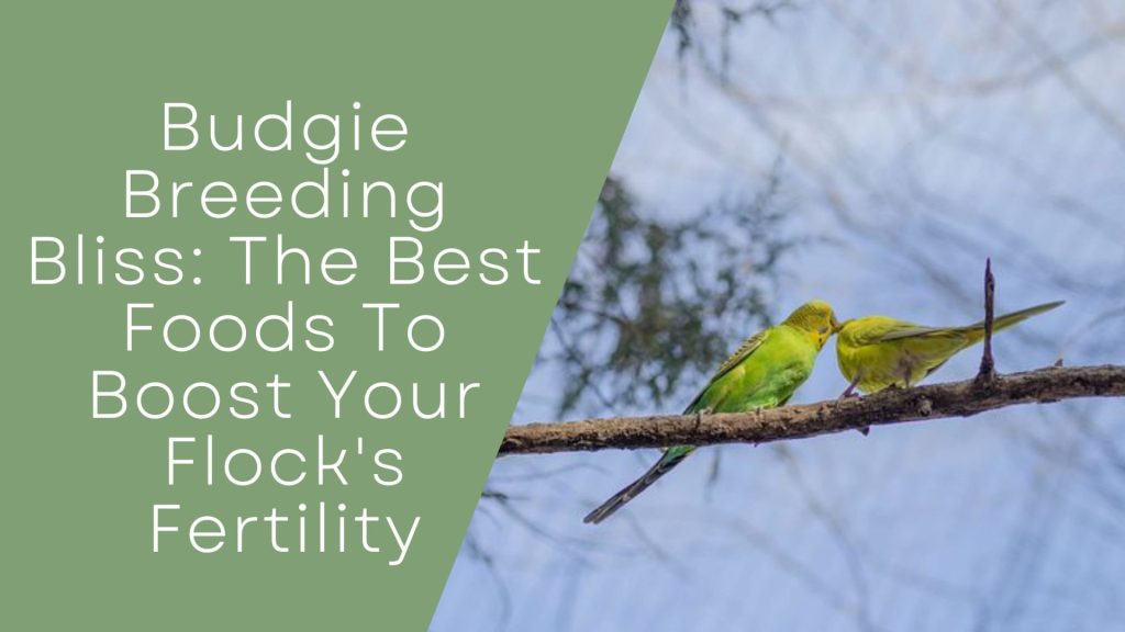 Budgie Breeding Bliss