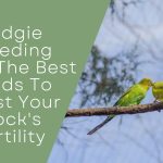 Budgie Breeding Bliss