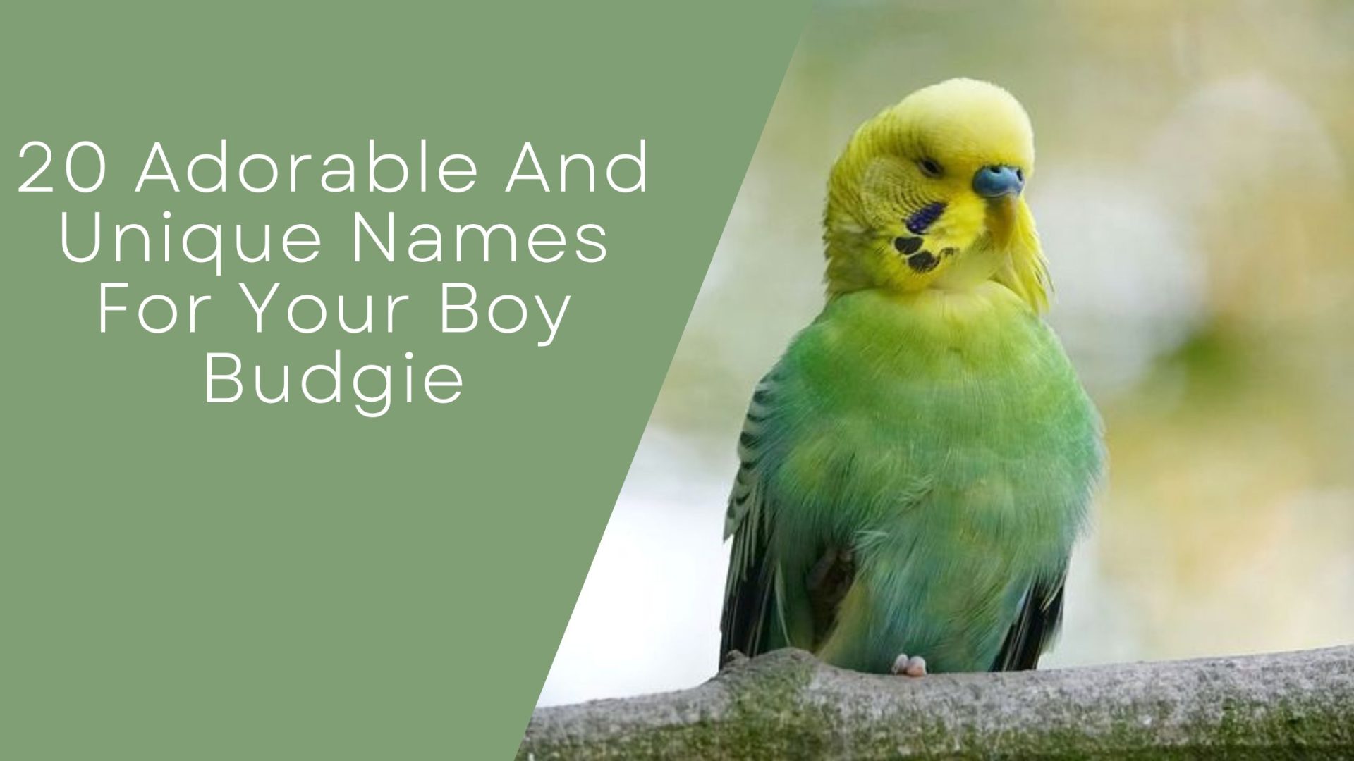 Names For Your Boy Budgie