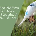 Green Budgie