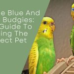 Blue And Green Budgies
