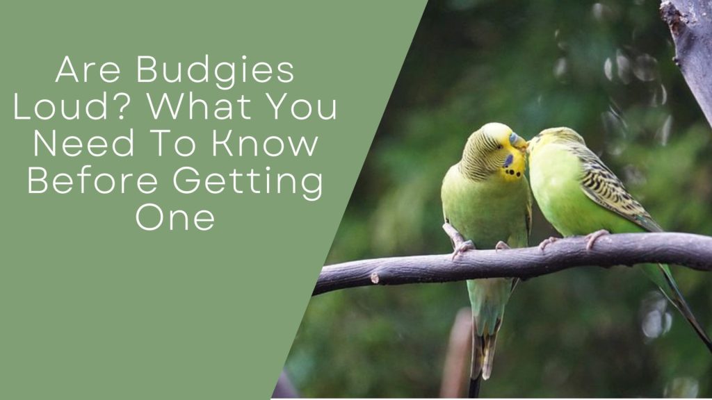 Are Budgies Loud?