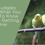 Are Budgies Loud?