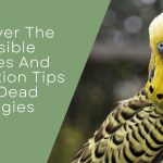 Causes And Prevention Tips For Dead Budgies