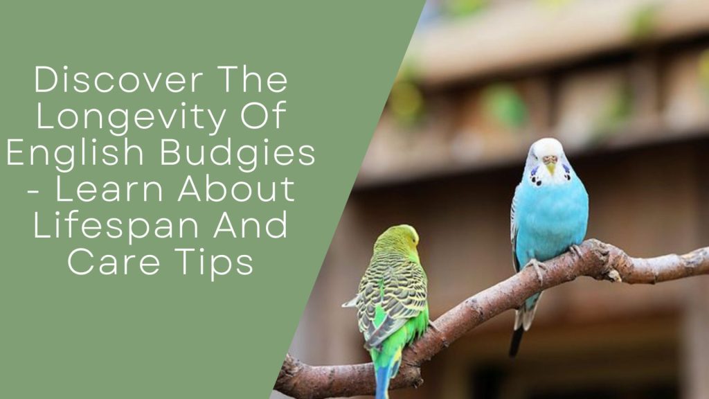 Longevity Of English Budgie