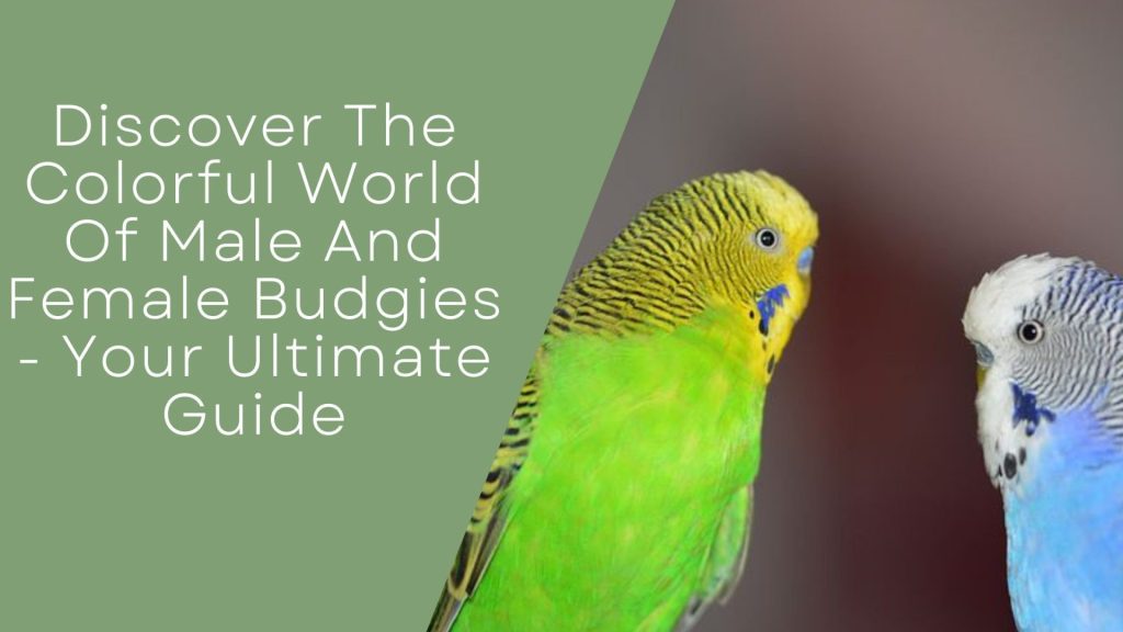 Male And Female Budgies