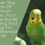Charm Of American Budgies