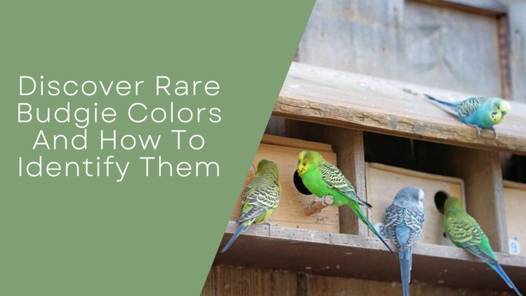 Rare Budgie Colors