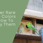 Rare Budgie Colors