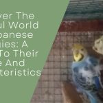 Colorful World Of Japanese Budgies