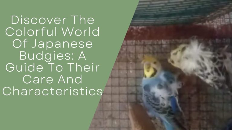 Colorful World Of Japanese Budgies