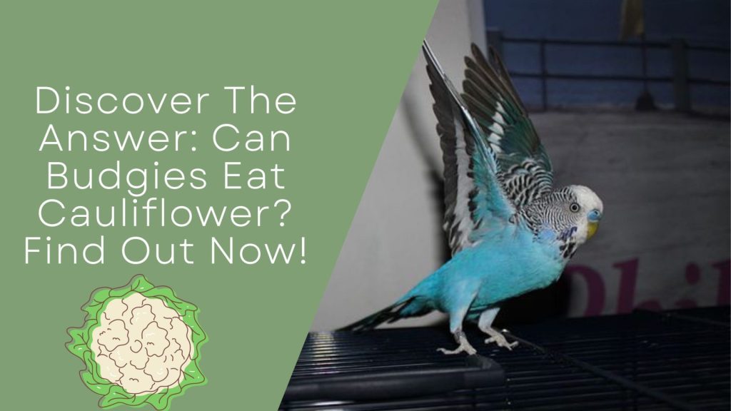 Can Budgies Eat Cauliflower