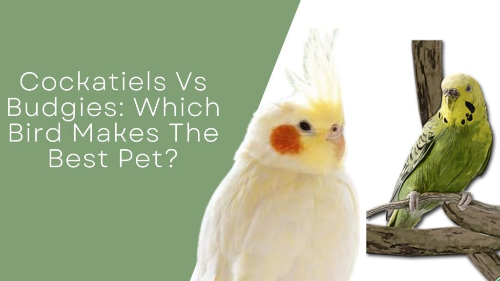 Cockatiels Vs Budgies