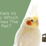 Cockatiels Vs Budgies