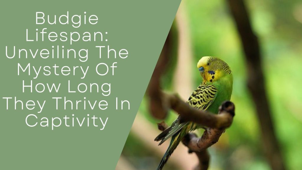 Budgie Lifespan