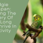 Budgie Lifespan