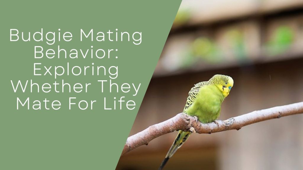 Budgie Mating Behavior