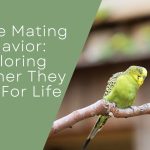 Budgie Mating Behavior