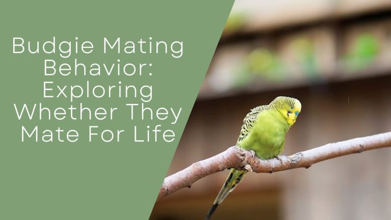 Budgie Mating Behavior