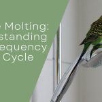 Budgie Molting
