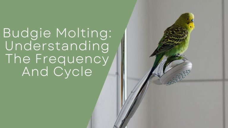 Budgie Molting