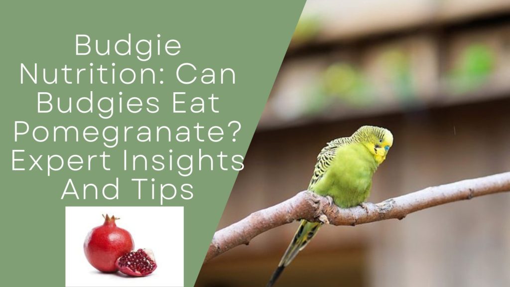 Can Budgies Eat Pomegranate