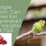 Can Budgies Eat Pomegranate