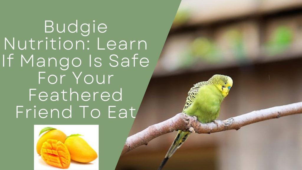Budgie Nutrition