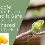 Budgie Nutrition