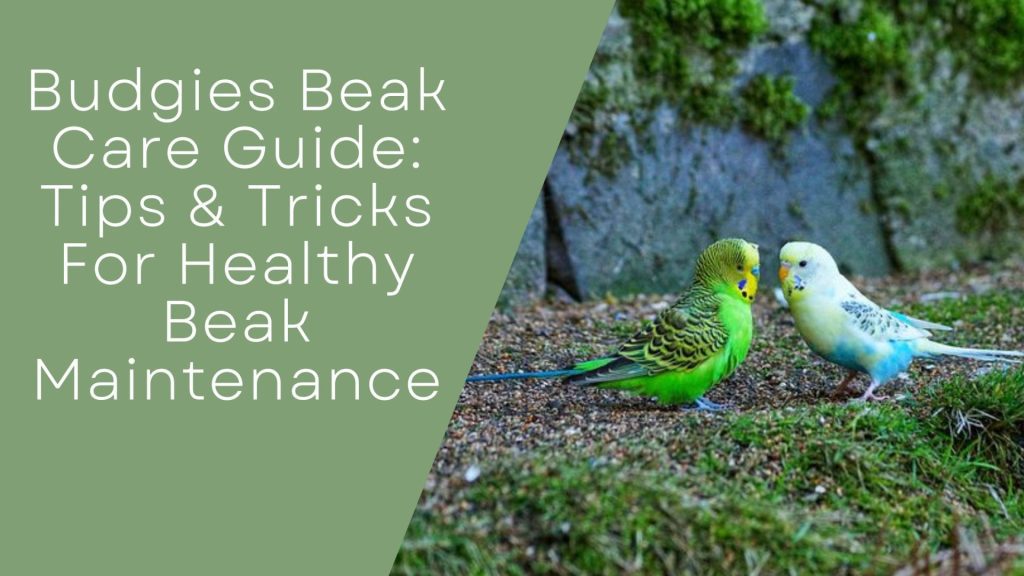 Budgies Beak Care Guide