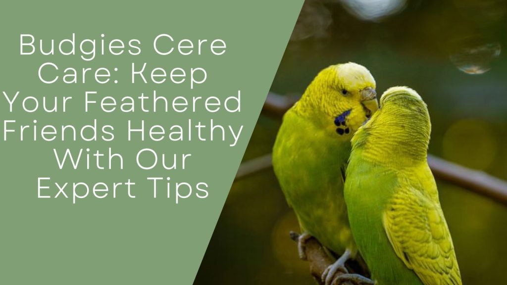 Budgies Cere Care