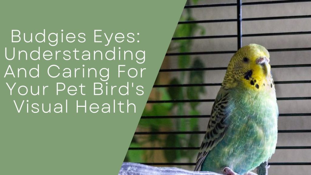 Budgies Gone Wild